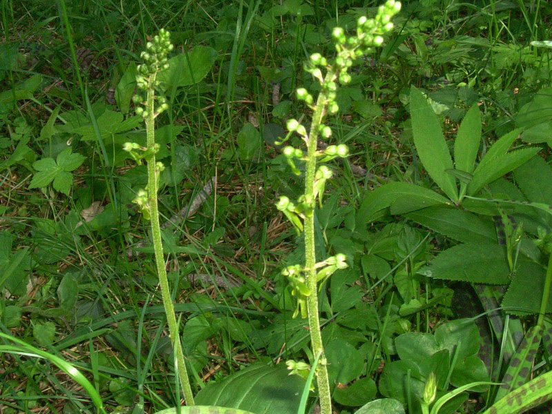 Neottia ovata (=Listera ovata)